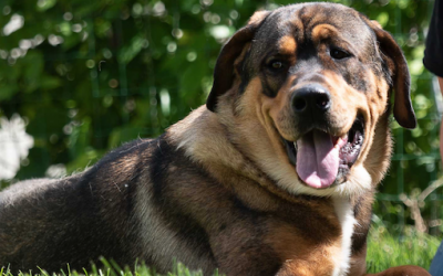 Tierarztkosten für Buddy und Balduin