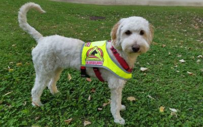 Helfen Sie, Kajas Ausbildung zum Blindenführhund zu finanzieren!