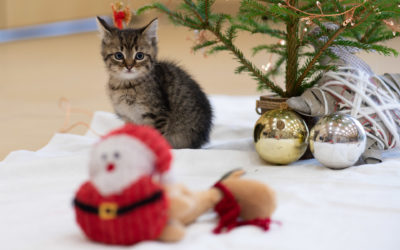 Wichtelgeschenke für Tierheimtiere