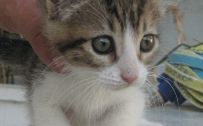 Hilfe für die  Strassenkatzen auf Samos