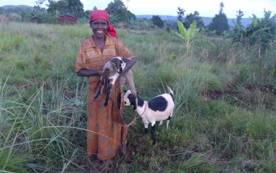 Eine Ziege als Starthilfe für Frauen in Burundi