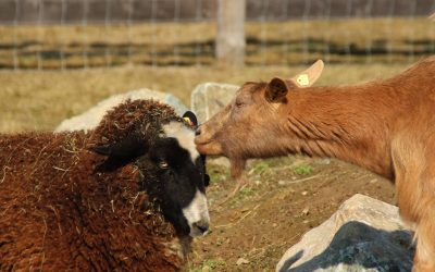 Horsearound – ein Zuhause für Tiere in Not – Ihre Unterstützung rettet Leben!