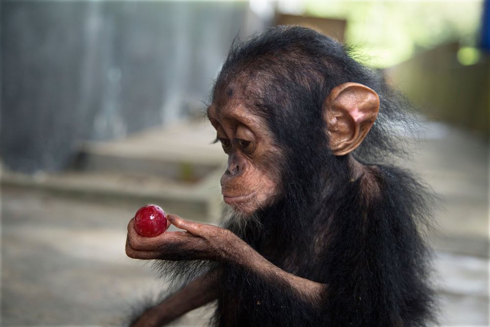 Wilderer töten die Schimpansenmütter und verkaufen ihre Babys. Wir stoppen die Wilderei!