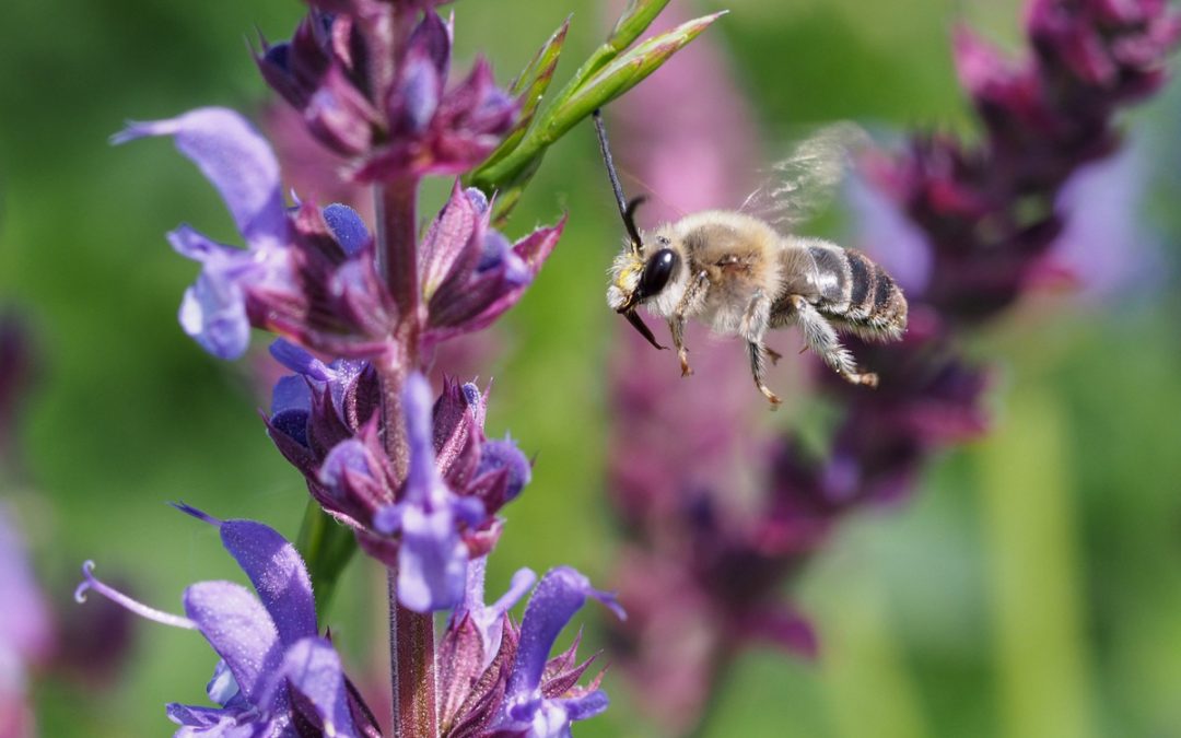 1.000.000 für die Biene! Erste Hilfe für die Artenvielfalt