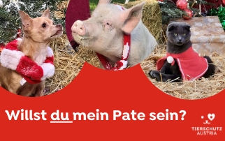 Deine Patenschaft für mein Zuhause!