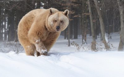 4 Bären-Senioren brauchen Sie für liebevolle Betreuung