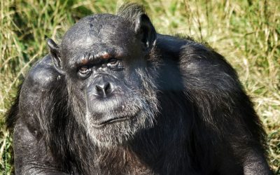 Chimp Eden: Ein Paradies für verwaiste Schimpansen in Südafrika