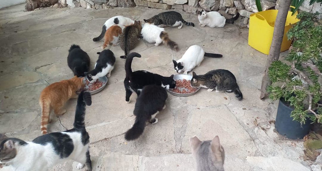 Wir bitten um Spenden für Kastrationen und Futter für Straßenkatzen auf Samos