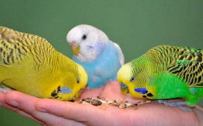 Papageien brauchen Freunde